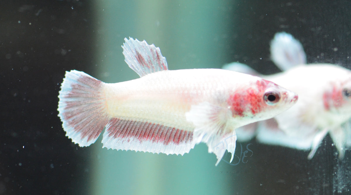 Pastel Red Dumbo HMPK Female