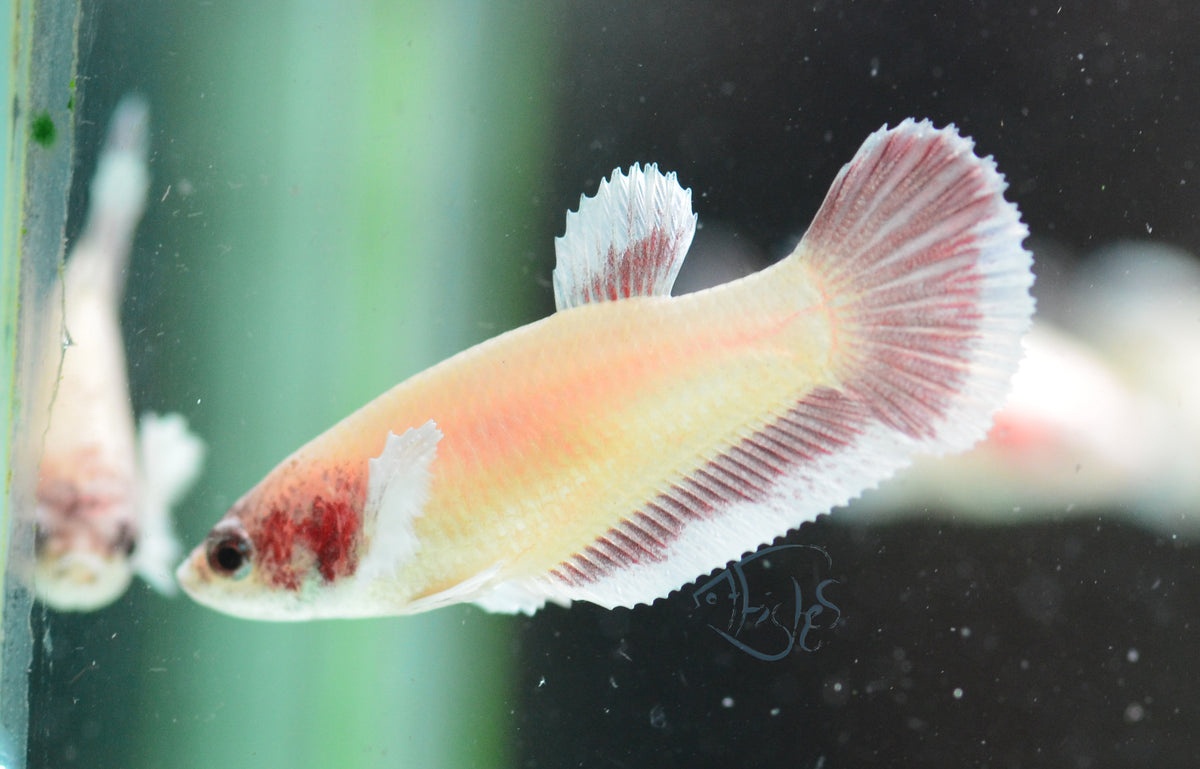 Pastel Red Dumbo HMPK Female