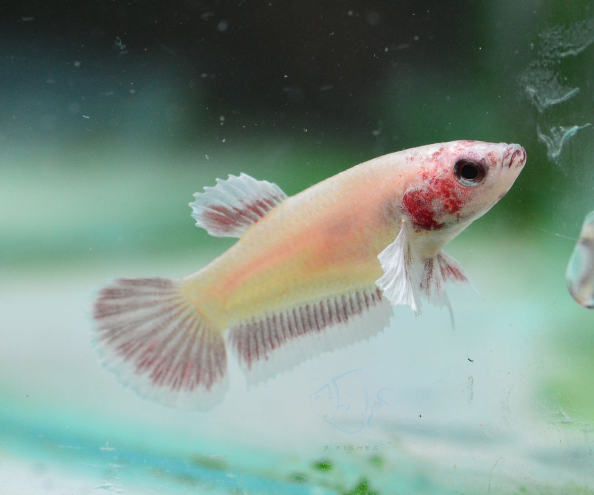 Pastel Red Dumbo HMPK Female