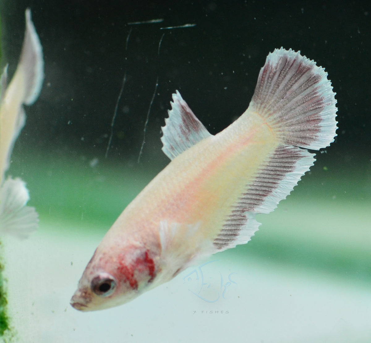 Pastel Red Dumbo HMPK Female