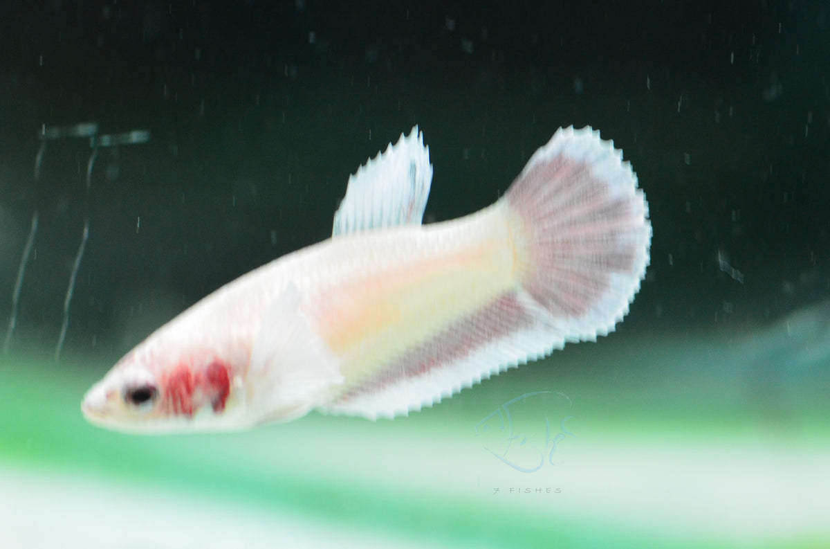 Pastel Red Dumbo HMPK Female