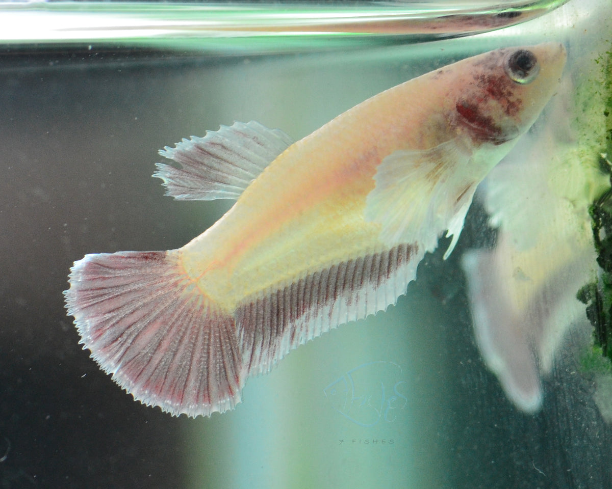 Pastel Red Dumbo HMPK Female