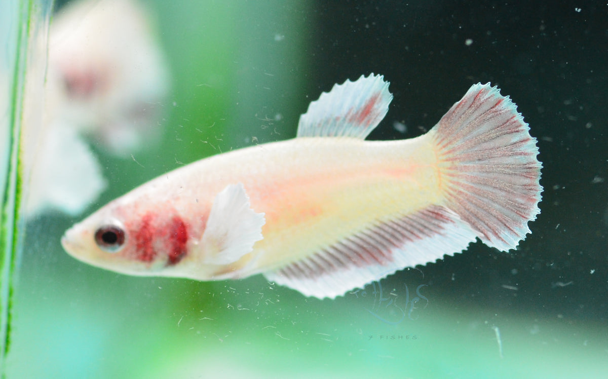 Pastel Red Dumbo HMPK Female