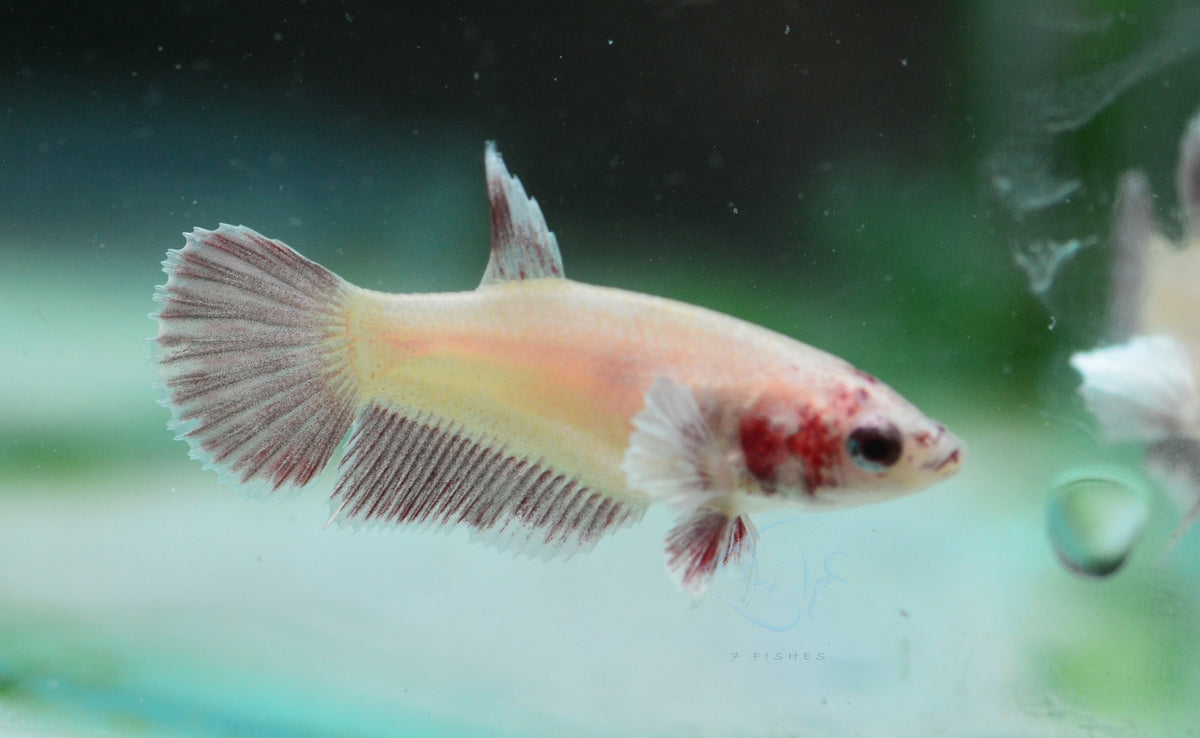 Pastel Red Dumbo HMPK Female