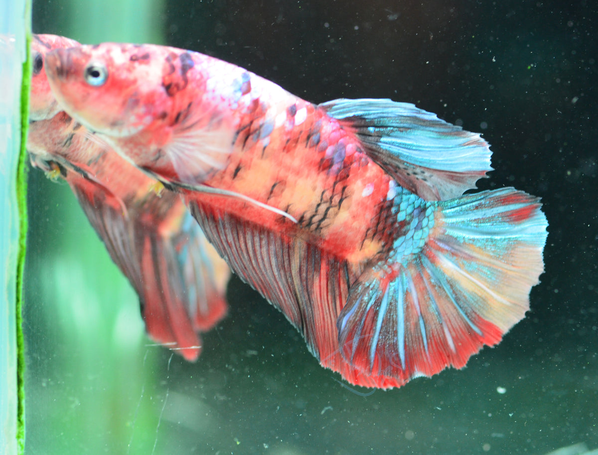 Giant Nemo HMPK Male
