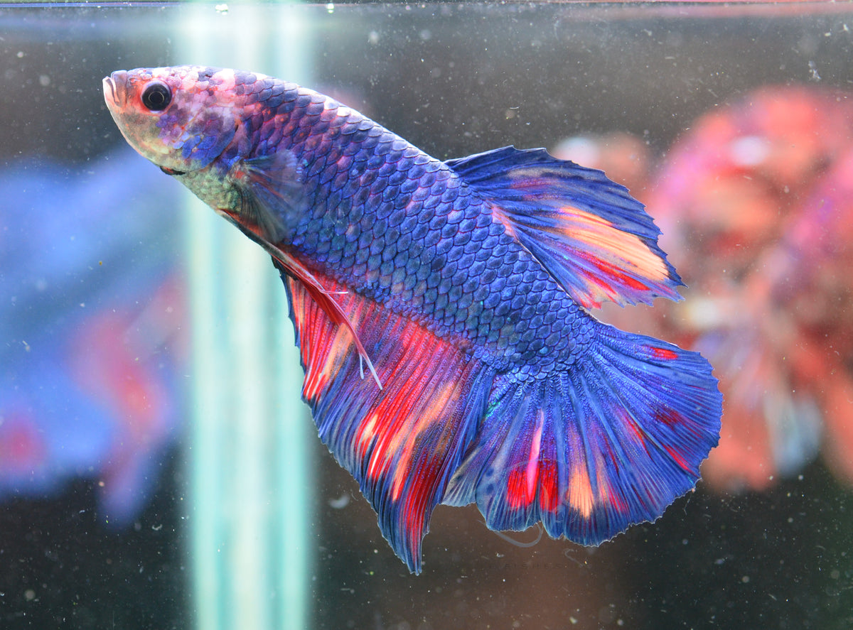 Giant Fancy HMPK Male