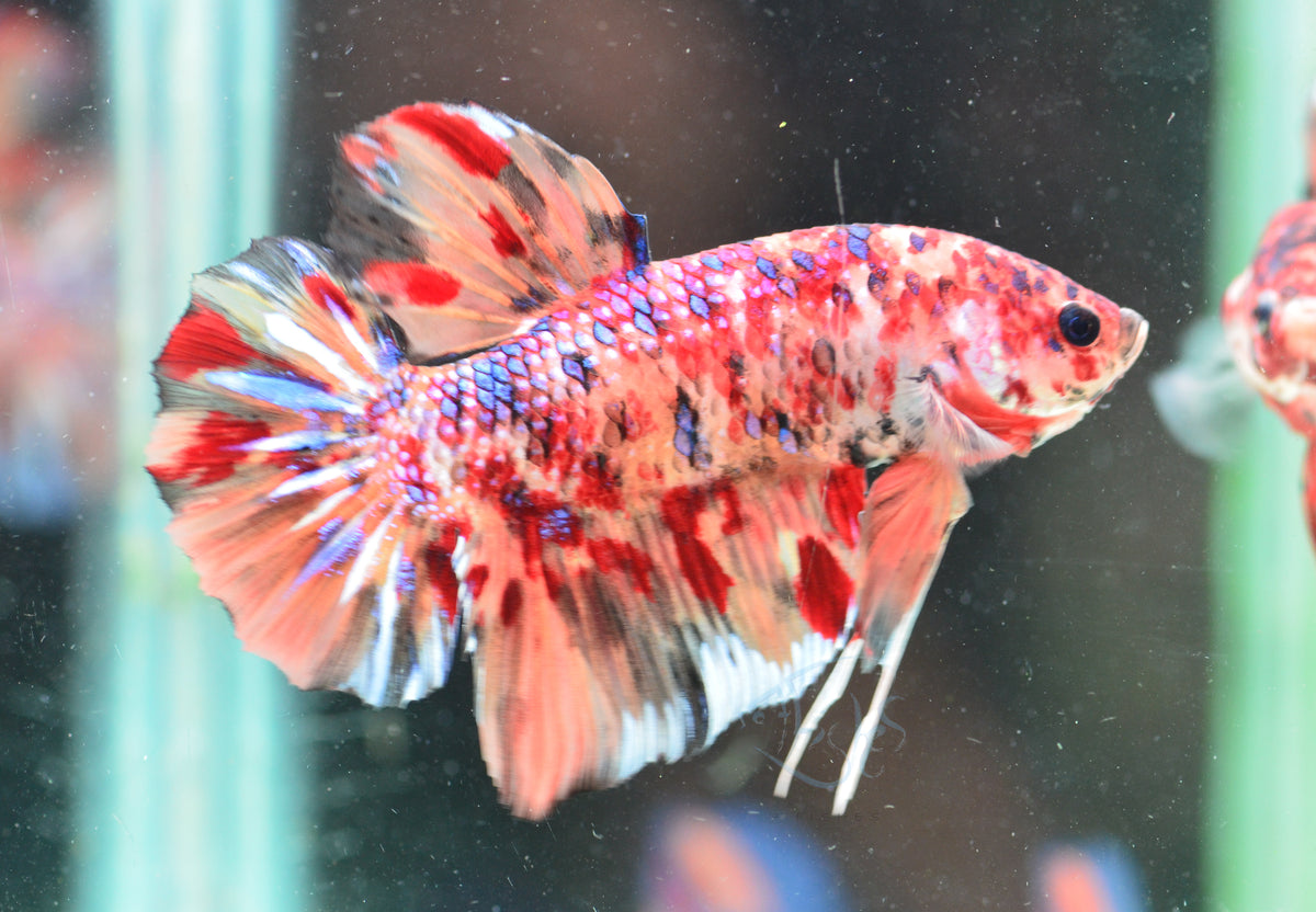 Giant Nemo HMPK Male