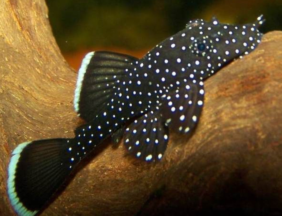 Peppermint Bristlenose