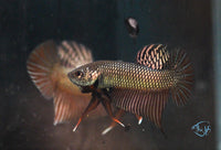 Load image into Gallery viewer, Copper Smaragdina
