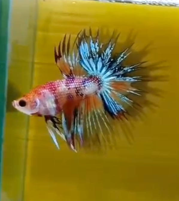 Assorted Multicolour Crowntail Male