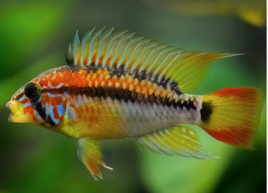 Apistogramma Macrmasteri Juveniles