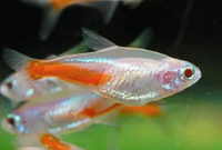 Albino Neon Tetra