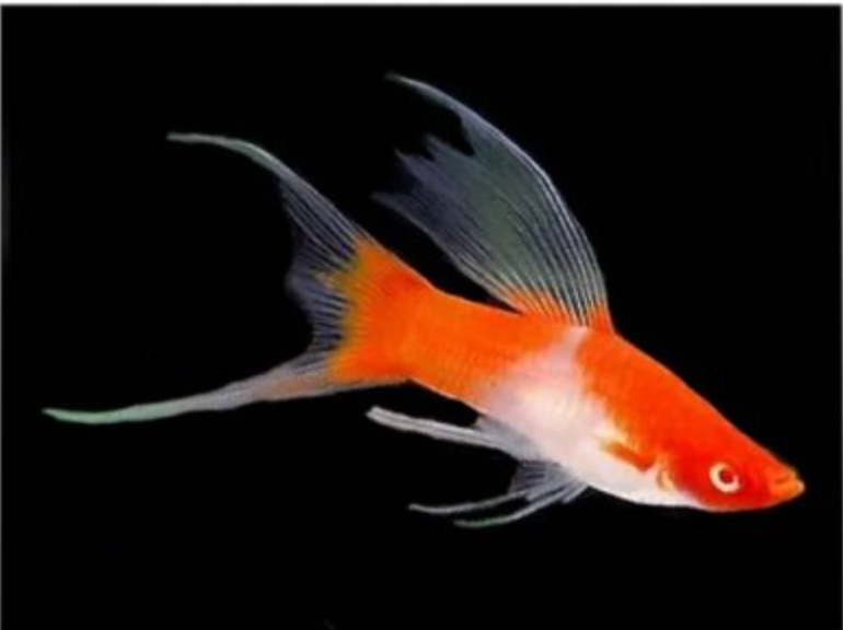 Koi (Santa Claus) Highfin Swordtail