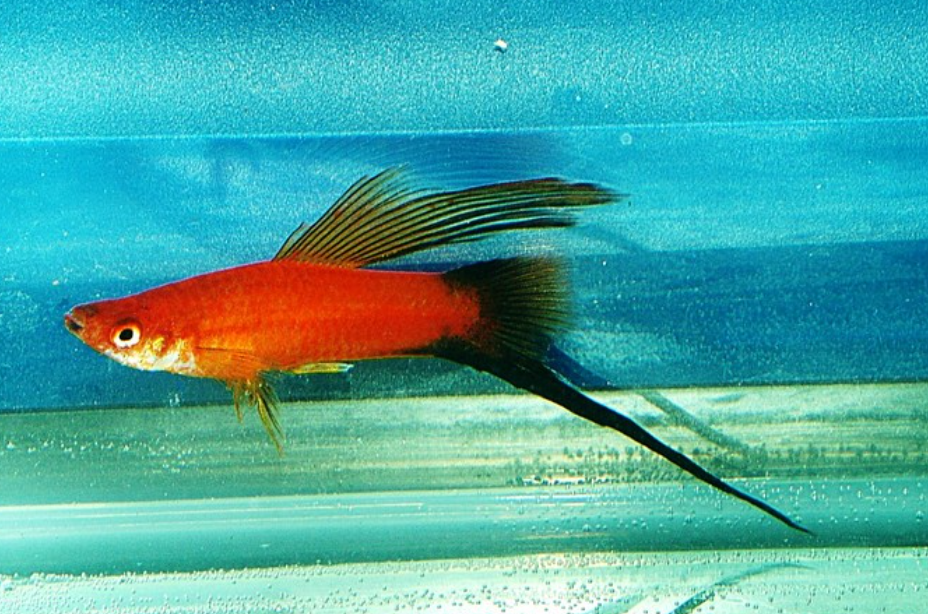 Red Wag Highfin Swordtail