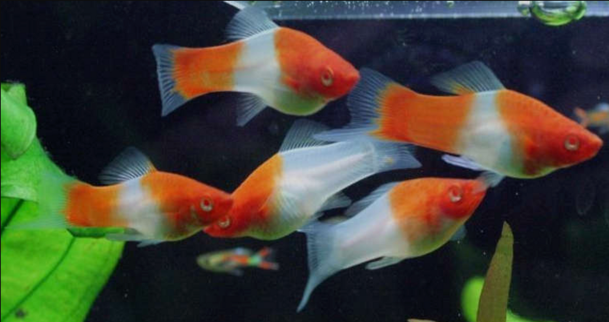 Koi Swordtail 