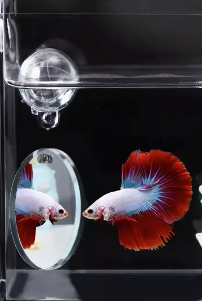 Betta Floating Flare Mirror