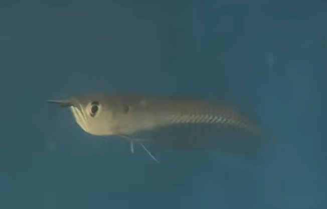 Juvenile Silver Arowana 8cm