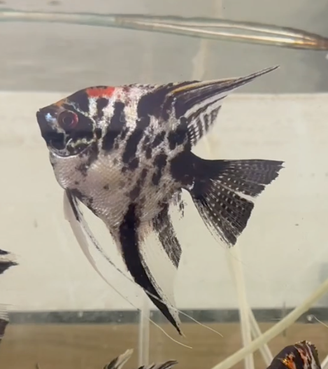 Marble Angelfish 9-10cm