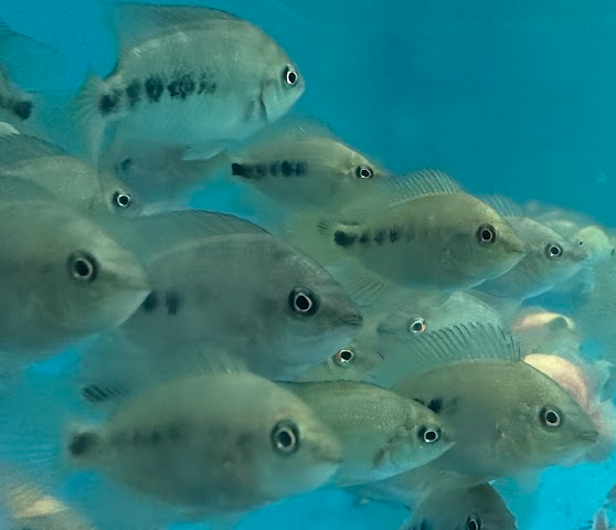 Midas Cichlid - Unmoulted