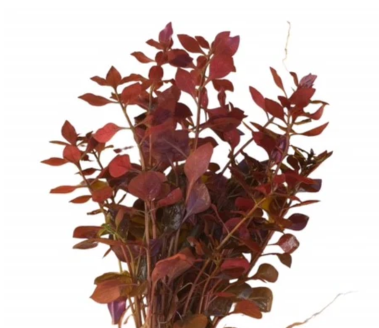 Ludwigia palustris Super Mini Red