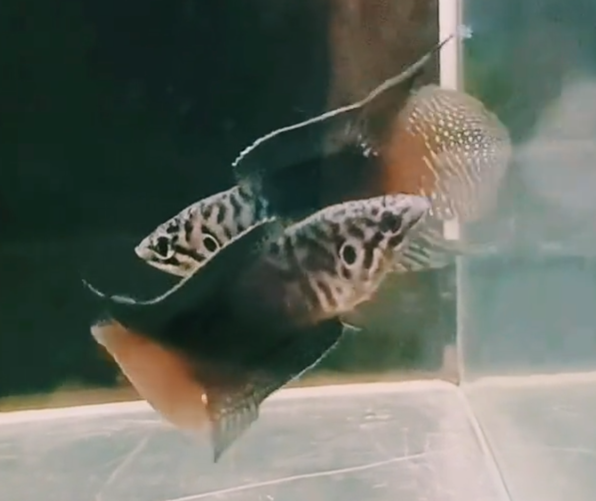 Roundtail Ocellatus Paradise Fish