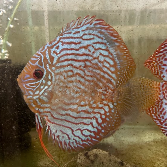 Tiger Turquoise Discus XL