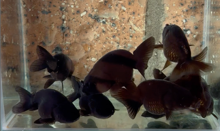 Black Ranchu Juvenile