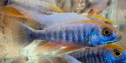 Sulfurhead Peacock Cichlid