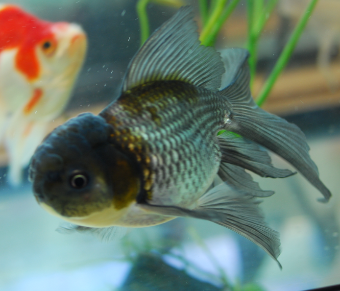 Assorted Blue/Chocolate Oranda