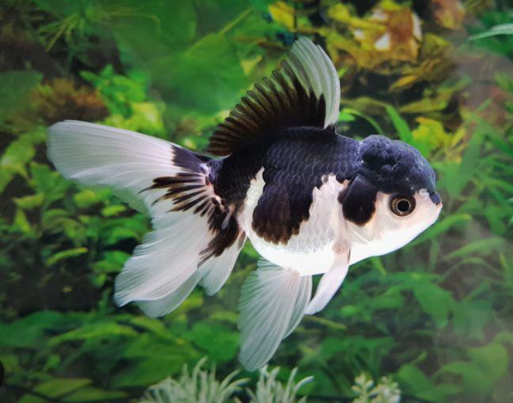 Assorted Panda Oranda