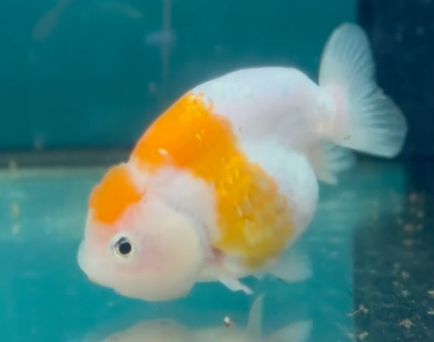 Sakura Ranchu (Release Date: 26 Sept 2024)