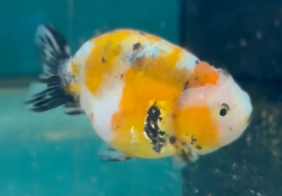 Calico Ranchu (Release Date: 26 Sept 2024)