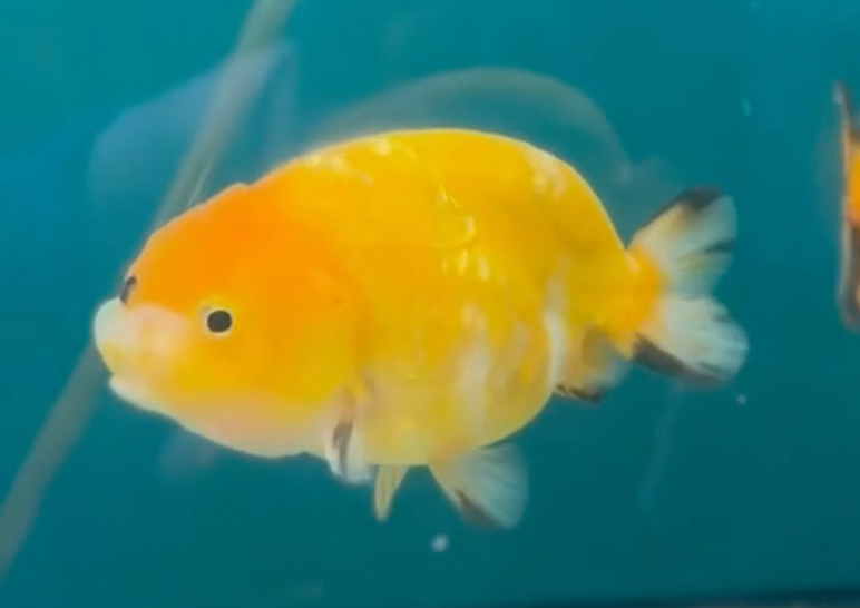 Orange Ranchu (Release Date: 26 Sept 2024)