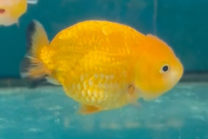 Orange Ranchu (Release Date: 26 Sept 2024)