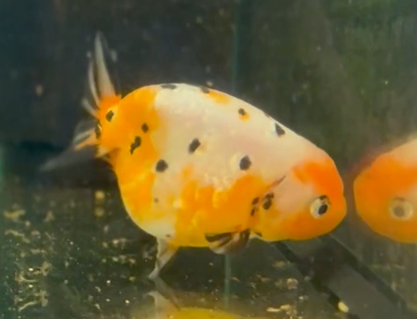 Calico Ranchu (Release Date: 26 Sept 2024)