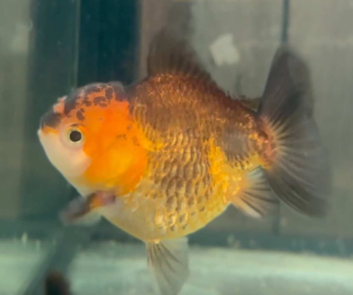 Orange Black SBST Oranda (Release Date: 26 Sept 2024)