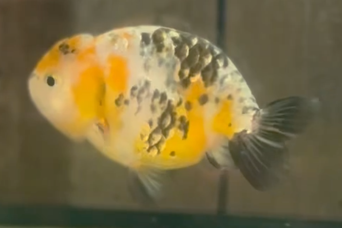 Calico Ranchu (Release Date: 26 Sept 2024)