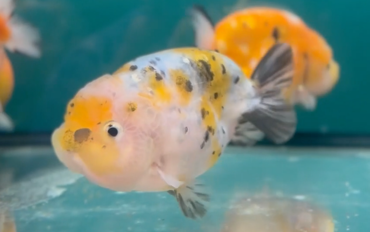 Calico Ranchu (Release Date: 26 Sept 2024)