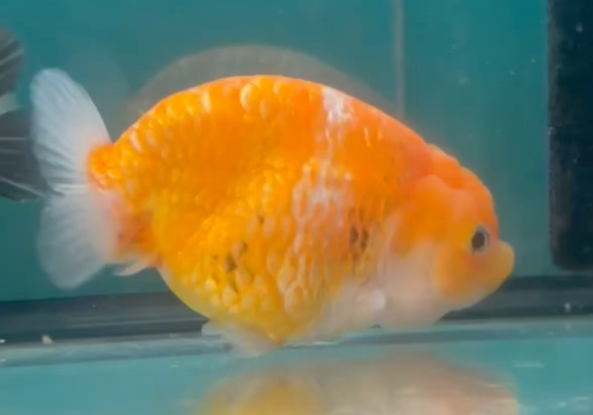 Orange Ranchu (Release Date: 26 Sept 2024)