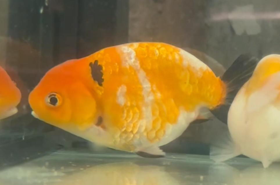 Orange White Kirin Ranchu (Release Date: 26 Sept 2024)