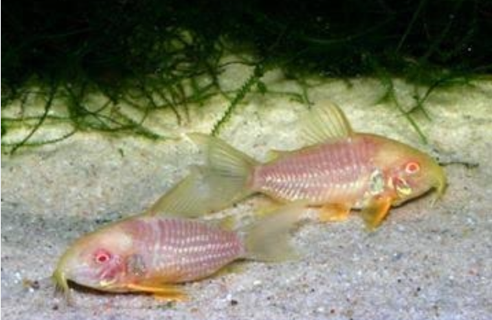 Albino Sterbai Corydora