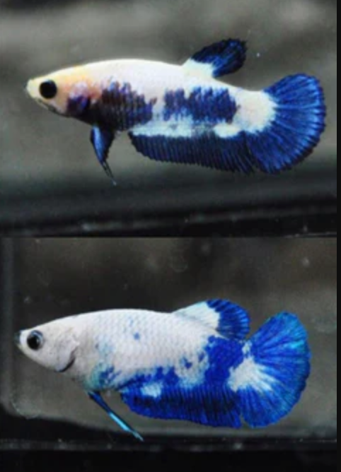 Assorted Blue Marble HMPK Female