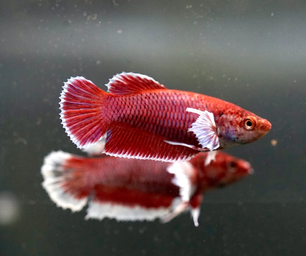 Assorted Salamander Elephant Ear HMPK Female