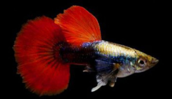 Platinum Red Tail Dumbo Guppy Male