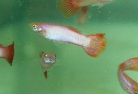 Pink Guppy Male