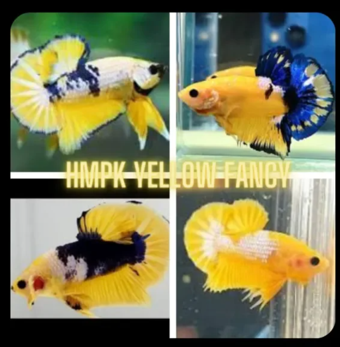 Assorted Yellow Fancy HMPK Male