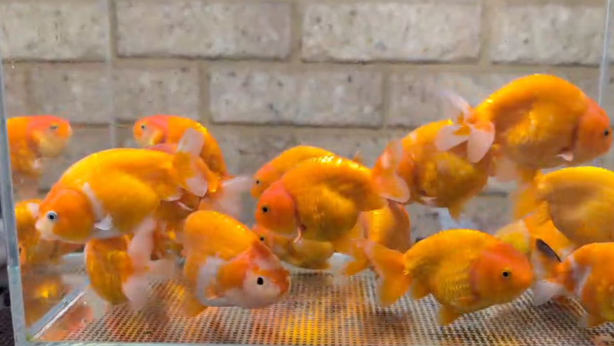 Assorted Orange Ranchu