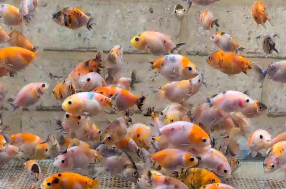 Assorted Calico Ranchu Juveniles