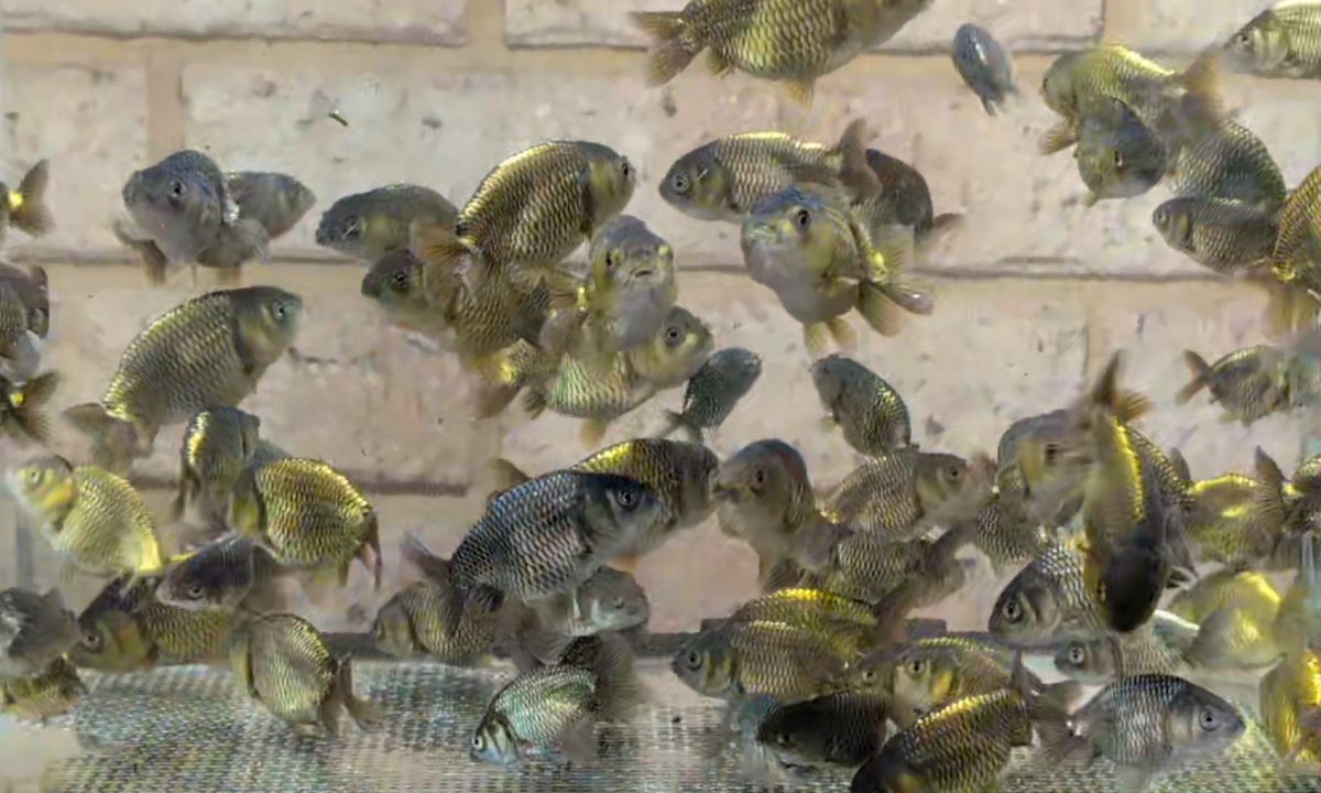 Assorted Bronze Ranchu Juveniles