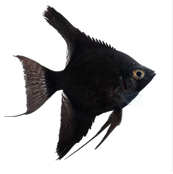 Black Angelfish Juveniles